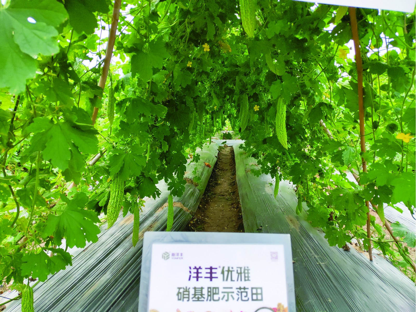 示范田苦瓜sss_meitu_4.jpg