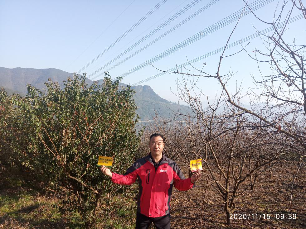 奉节科技小院”负责人罗中绪在果园进行施用对比：左为使用洋丰硫套餐肥，右为使用其他肥料.png