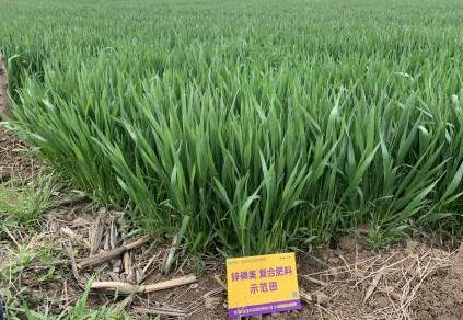 图片2小麦对比照.jpg 图片2小麦对比照.jpg