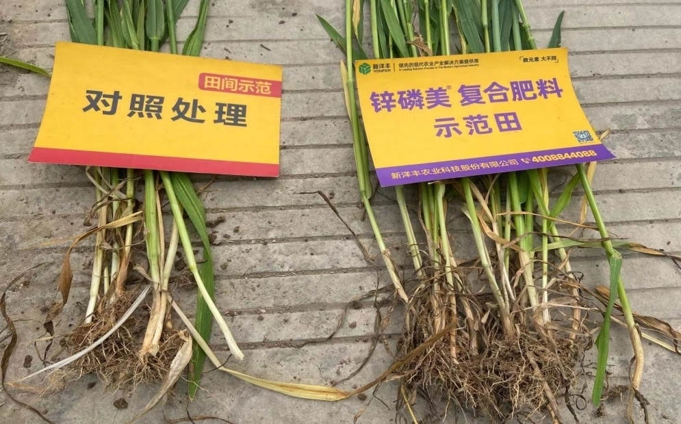 茎秆和根系对比：示范田根系更多， 且茎秆更粗壮.jpg