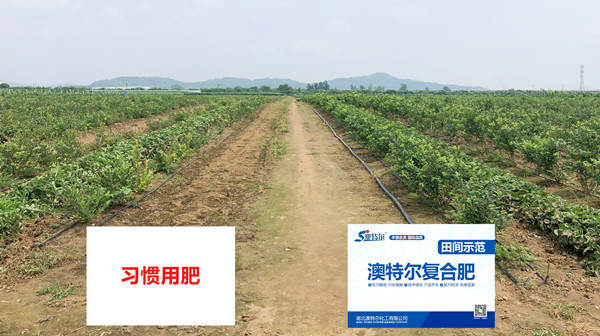 整体长势对比_副本.jpg 整体长势对比_副本.jpg