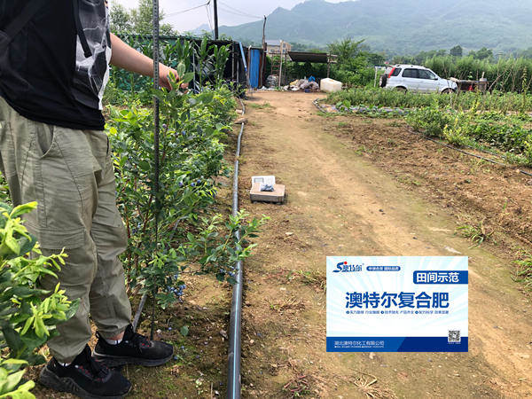 示范田株高_副本.jpg 示范田株高_副本.jpg