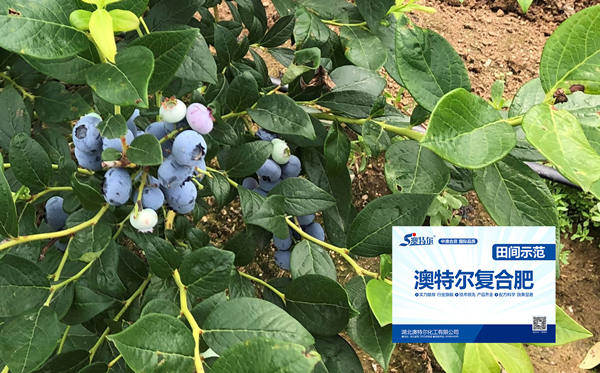 示范田转色情况_副本.jpg 示范田转色情况_副本.jpg