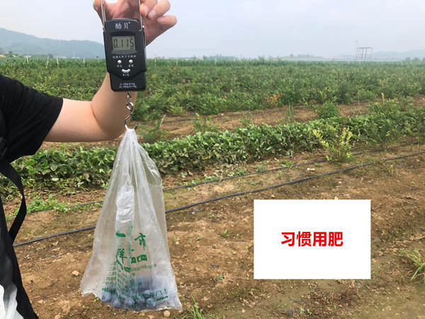 对照田单株果重_副本.jpg 对照田单株果重_副本.jpg