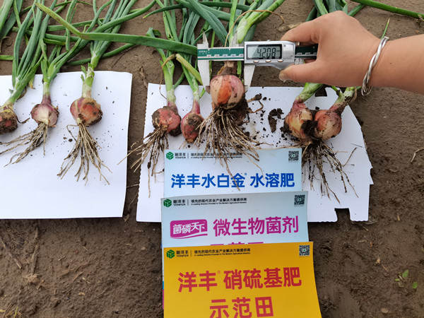 2示范田单颗葱头直径_副本.jpg
