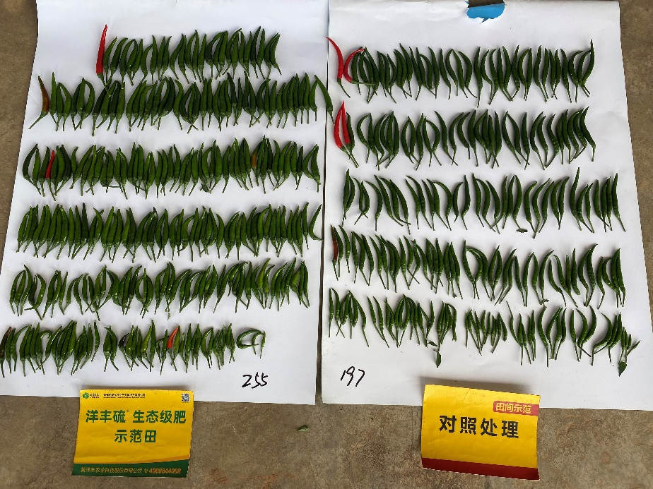 单株朝天椒结果数量对比_副本.jpg 单株朝天椒结果数量对比_副本.jpg