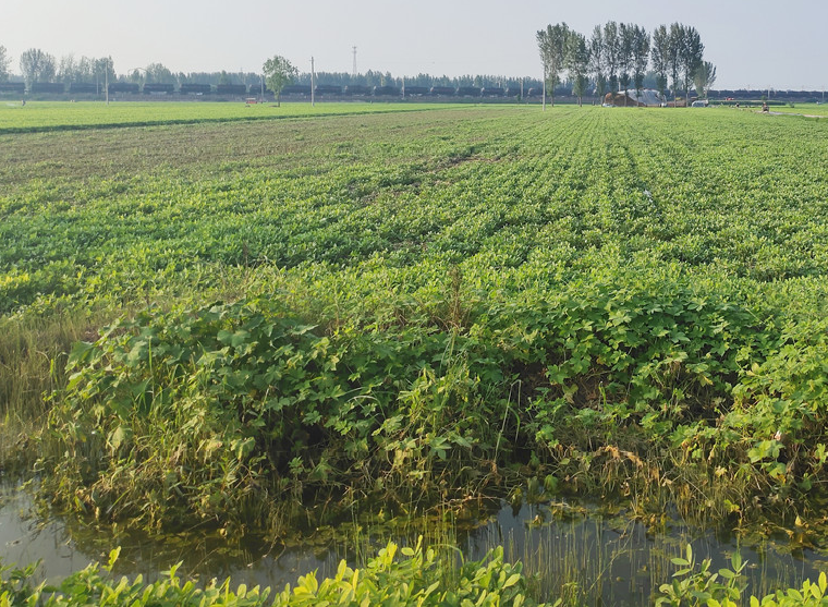 受涝花生地_副本.jpg