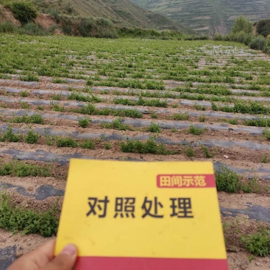 6月24日 苗期跟踪对照田1.jpg 6月24日 苗期跟踪对照田1.jpg