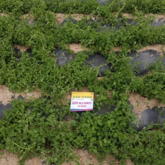 6月24日 苗期跟踪示范田2.jpg 6月24日 苗期跟踪示范田2.jpg