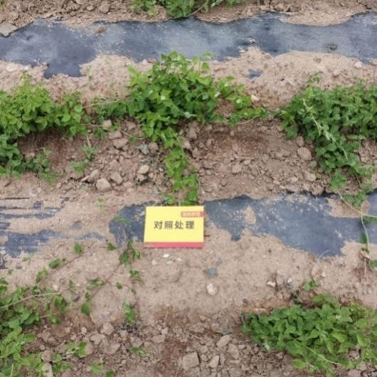 6月24日 苗期跟踪对照田2.jpg 6月24日 苗期跟踪对照田2.jpg