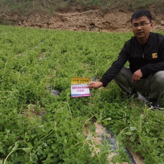 6月24日 苗期跟踪示范田3.jpg 6月24日 苗期跟踪示范田3.jpg