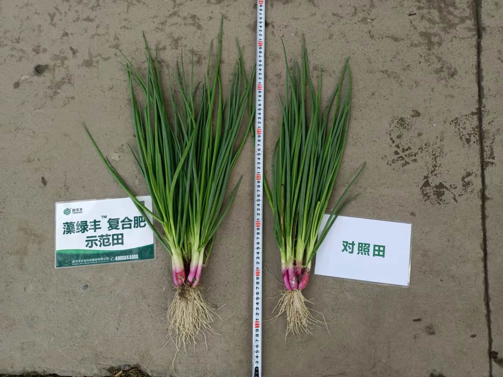 洋丰藻绿丰种小葱,绝了！.jpg
