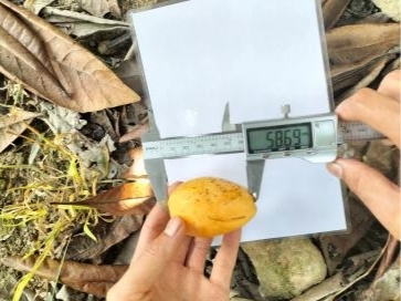 对照田琵琶纵径.jpg 对照田琵琶纵径.jpg