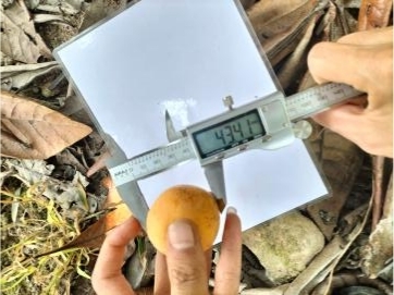 对照田琵琶横径.jpg 对照田琵琶横径.jpg