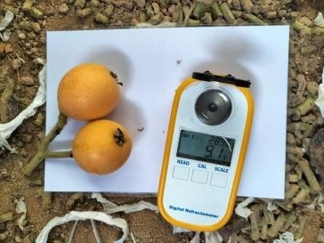 对照田糖度.jpg 对照田糖度.jpg