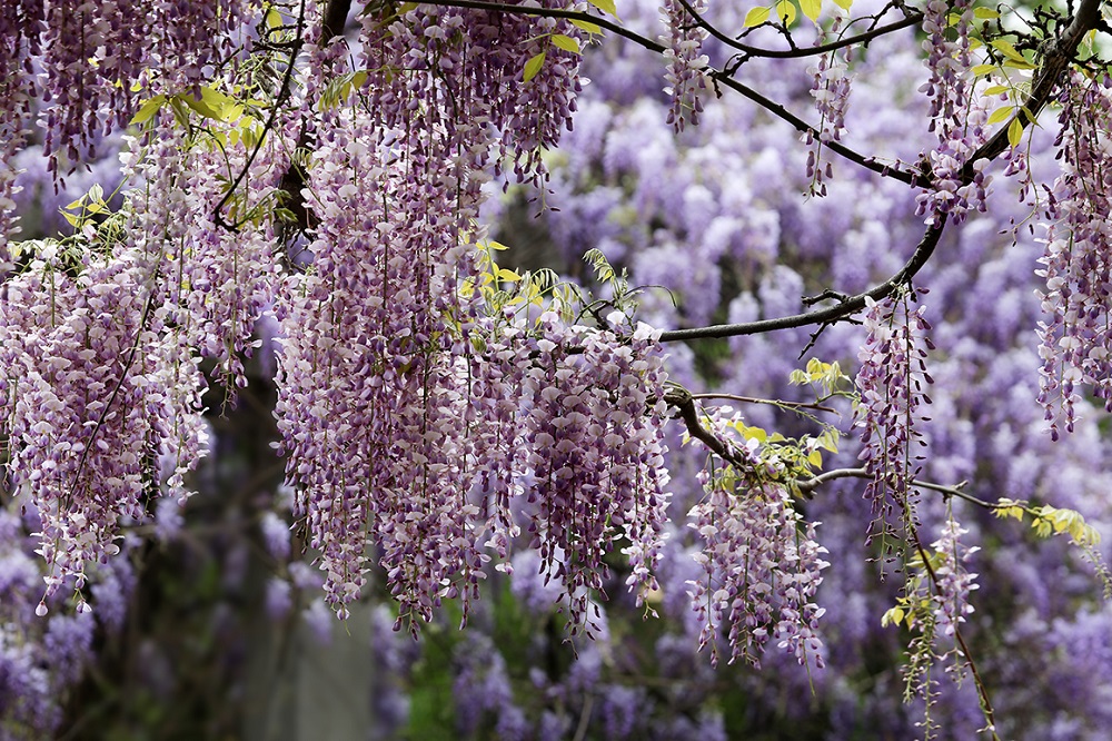 紫藤花开.jpg