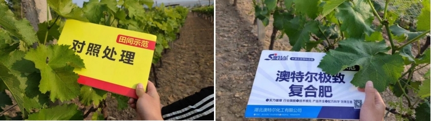 图片3对照田葡萄.jpg 图片3对照田葡萄.jpg