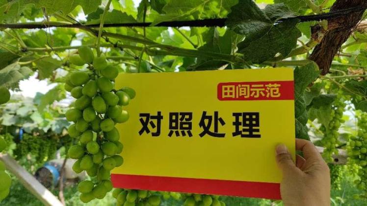 图片4对照田葡萄颗粒.jpg 图片4对照田葡萄颗粒.jpg