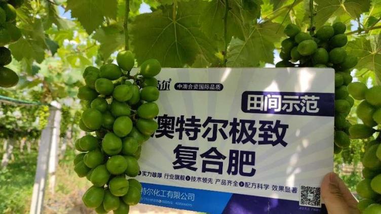 图片4示范田葡萄颗粒.jpg 图片4示范田葡萄颗粒.jpg