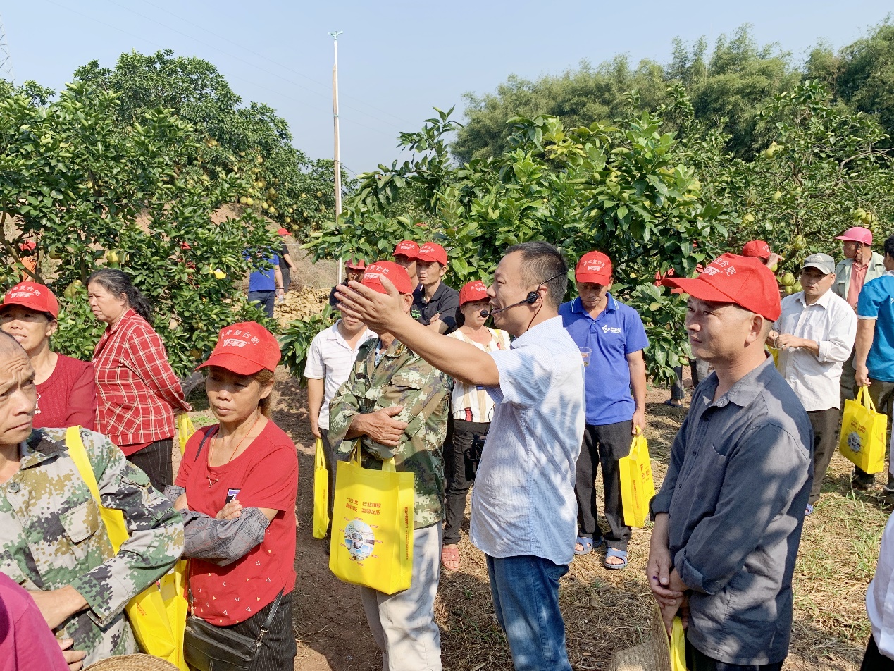 新洋丰西南大区总农艺师李家涛（中）在广西壮族自治区玉林市容县沙田柚示范观摩现场，为种植户做技术及效果讲解.jpg
