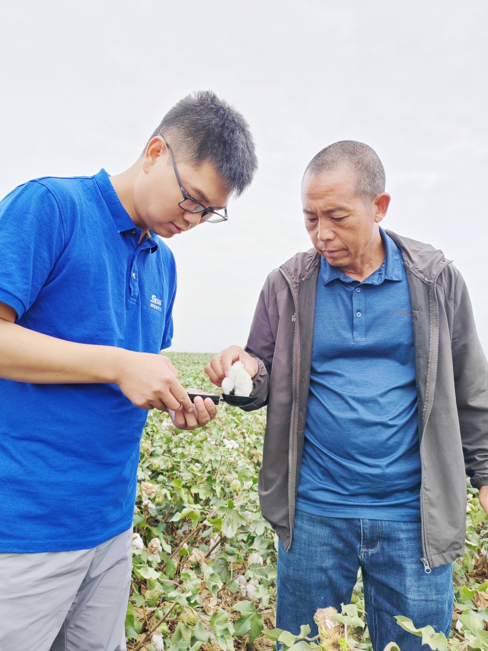 新洋丰农艺师李春侨（左），在种植户陈克明（右）的棉田进行单铃测重，预估产量.jpg